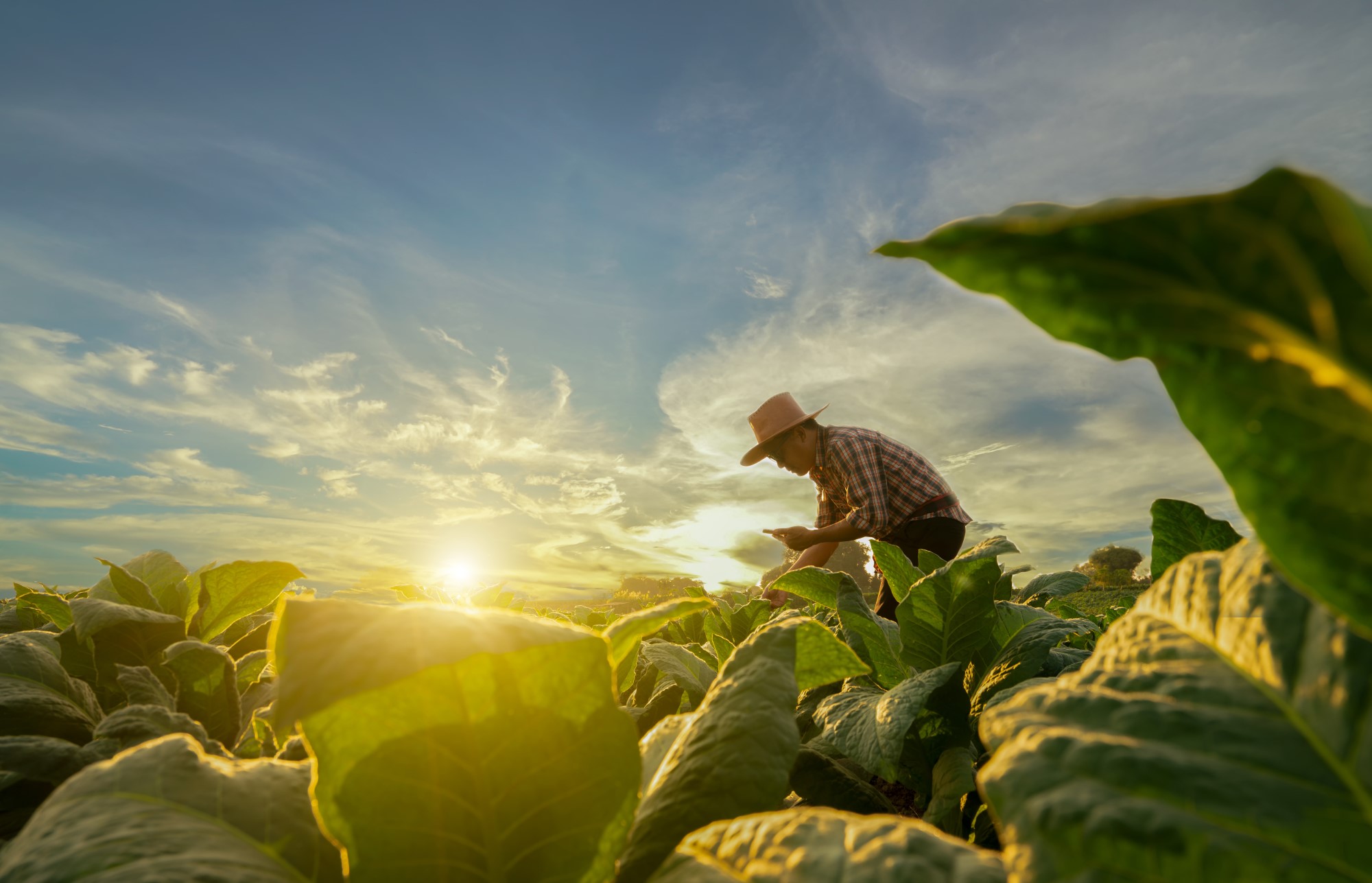 https://www.aimforclimate.org/media/yp4hkeq3/farmer.jpg